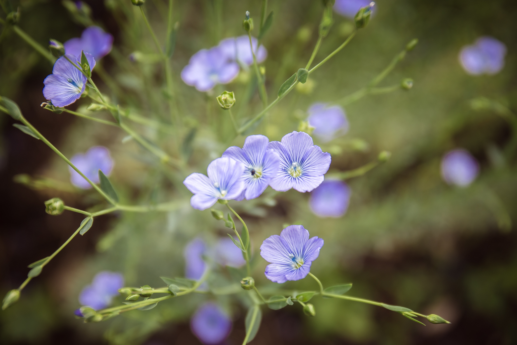 Fleur de lin Hélène Thierry