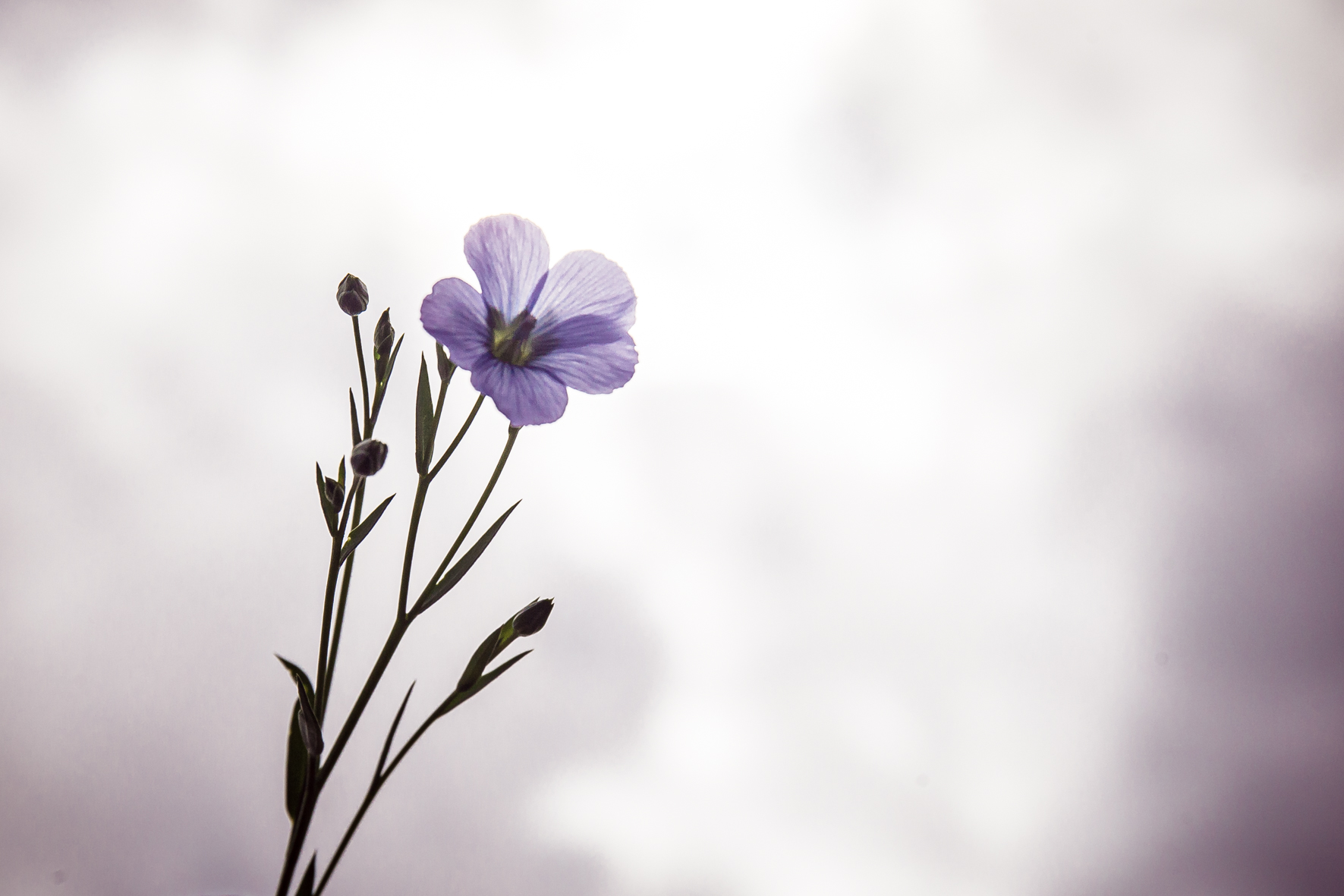 Fleur de lin Hélène Thierry